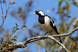 Magpie-lark